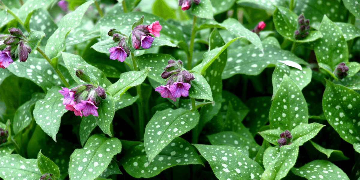 tüdőfű gumivitamin pulmonaria