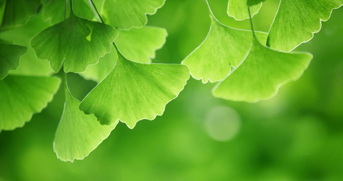 ginkgo biloba gumivitamin