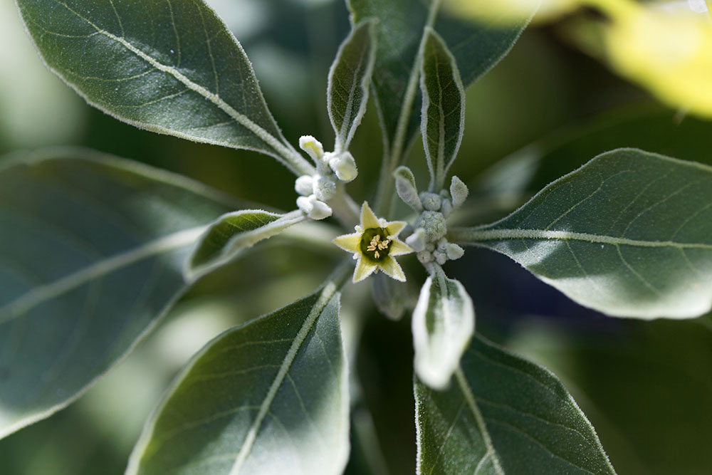 ashwagandha gyökér gyümölcszselé gumivitamin feketerépalé koncentrátummal